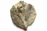 Hadrosaur (Edmontosaurus) Vertebra Centrum - Montana #316917-1